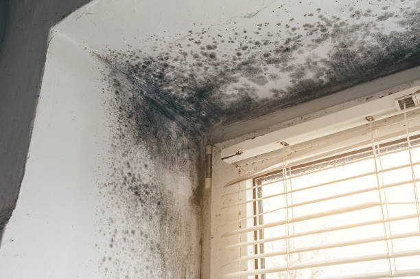 Trusted Attic Mold Removal service in Hathorne, MA - Cheap Mold Removal
